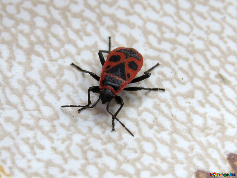 Beetle Firebug №31628