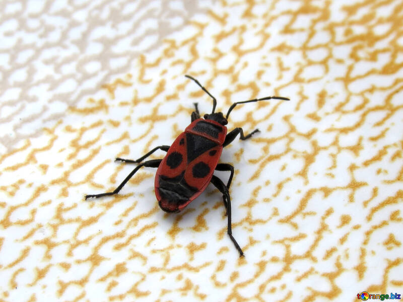 El patrón en las alas del escarabajo №31631