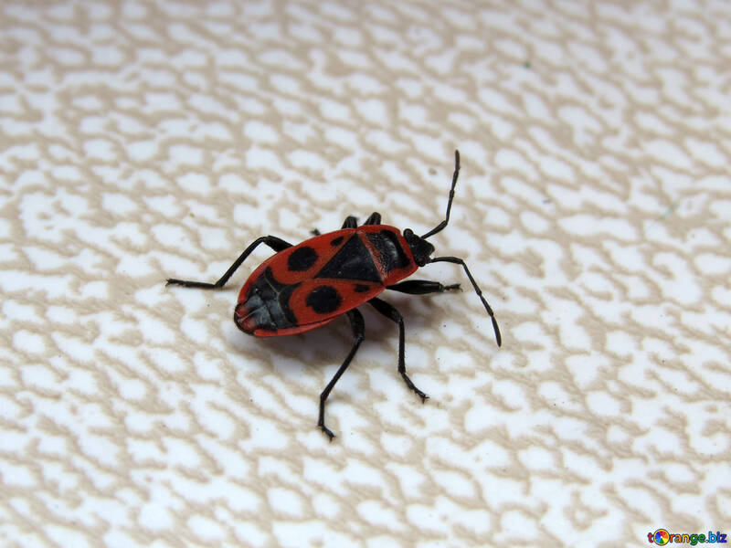 Bug coccinelle rouge №31629
