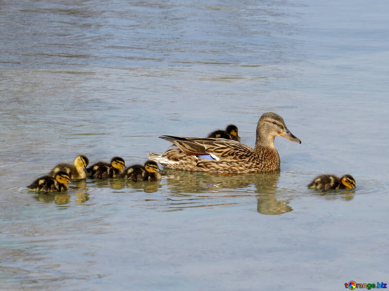 Duck with children №31372