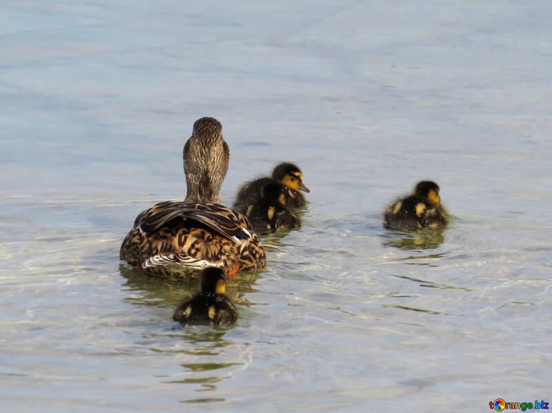 Duck family №31363