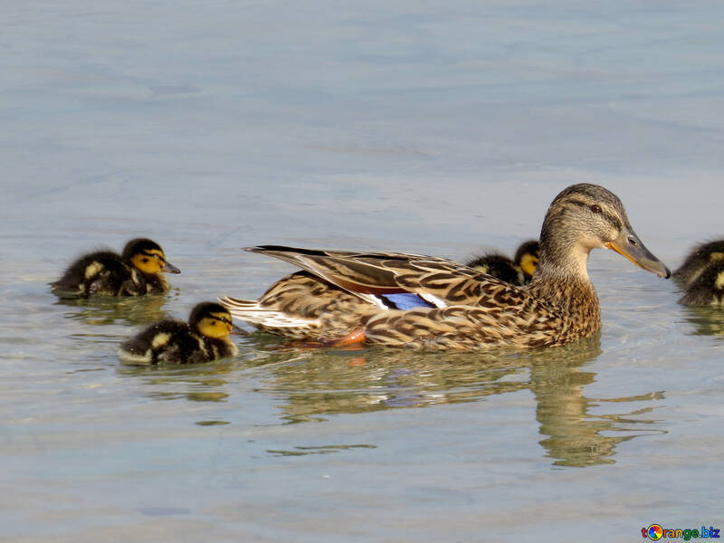 Mama duck №31365