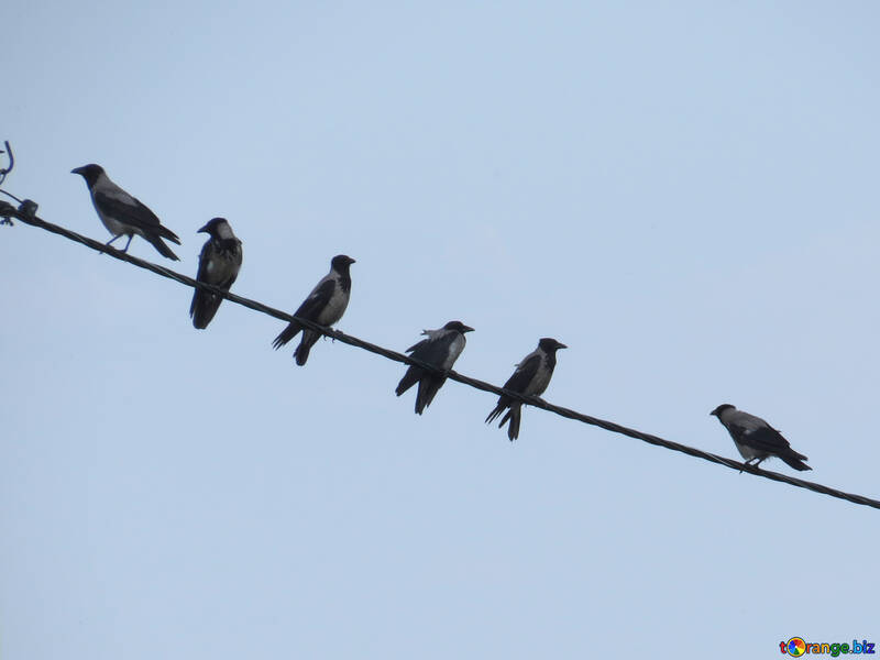 Crows on wire №31647