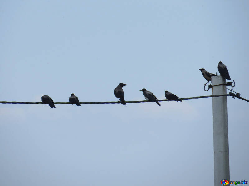 Crows on the wires №31648