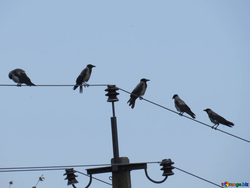 The Ravens on pole and wires №31649