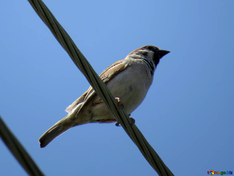Sparrow №31656