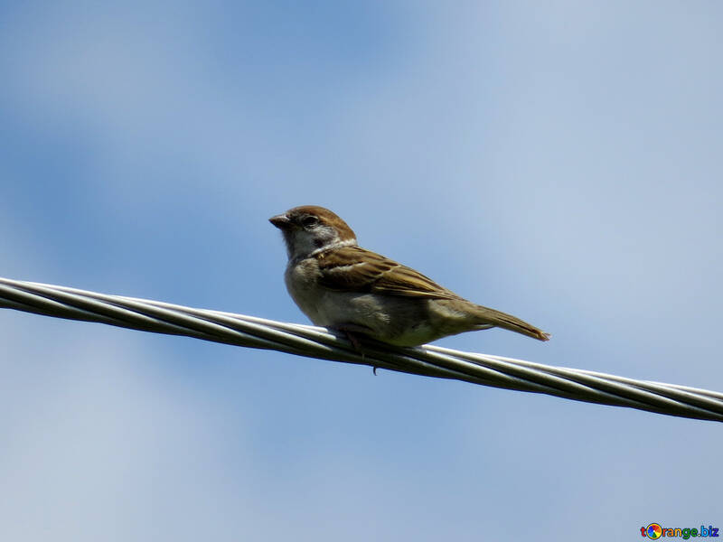 The Sparrow sitting on wire №31657