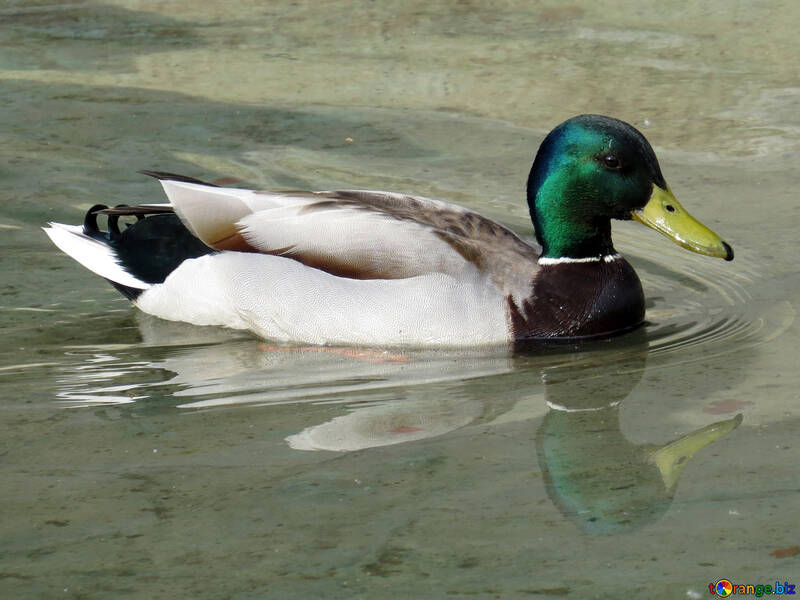 Duck Mallard №31384