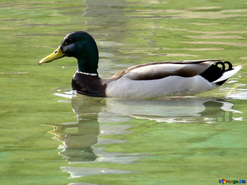 Duck swims №31351