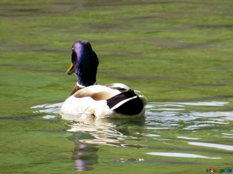 Die Ente im Wasser №31350