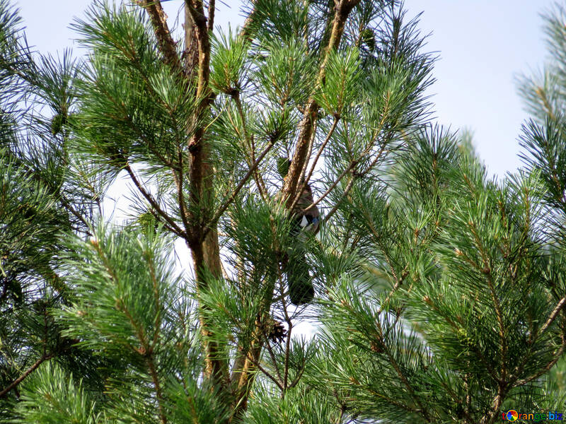 Птахи сидять на дереві №31039
