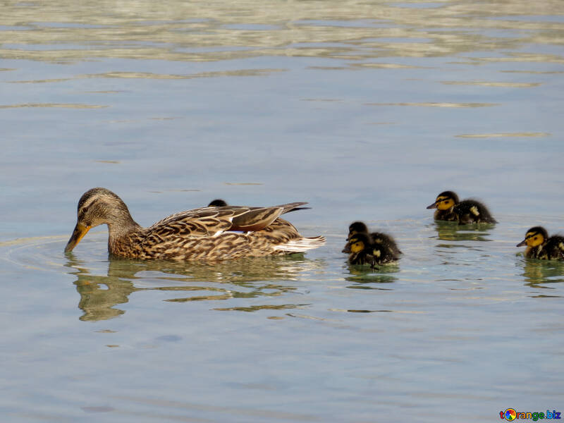 Duck with ducklings №31361