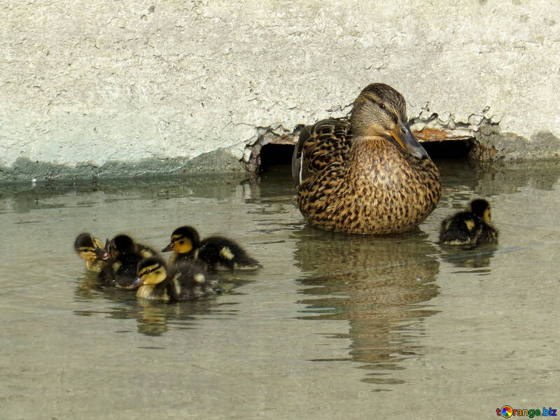 Duck with ducklings №31390
