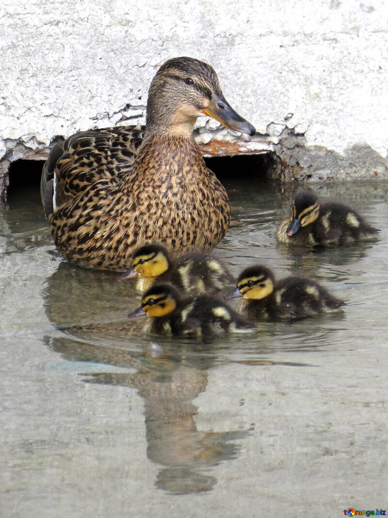 Duck with ducklings №31392