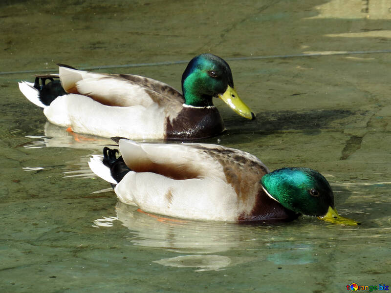 Two ducks №31385
