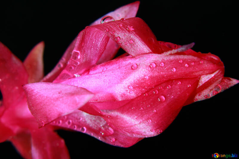 Fleur avec des gouttes de rosée №31076