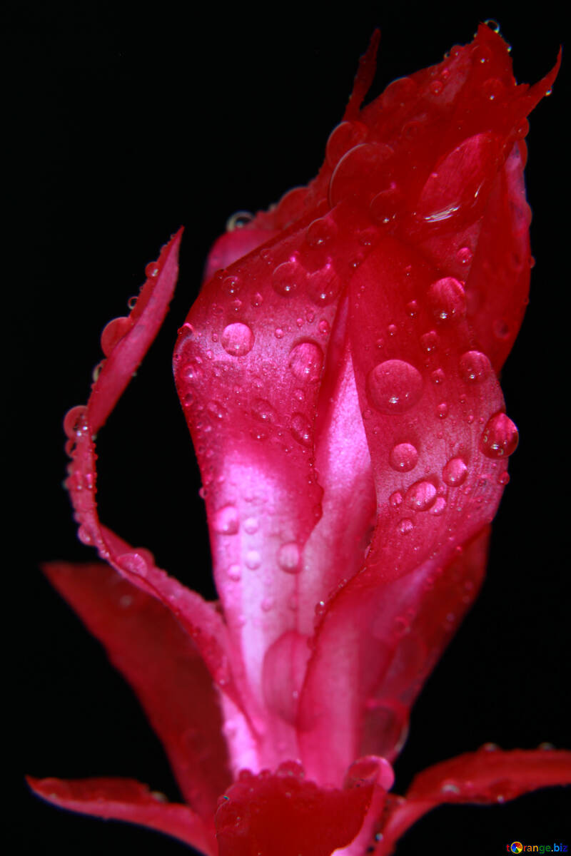 Fiore rosso №31075