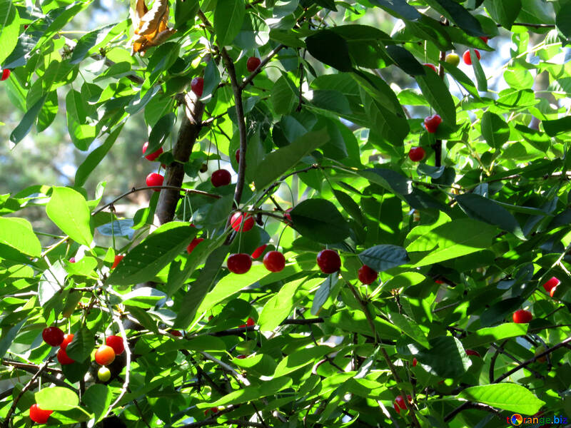 Cherries on tree №31455