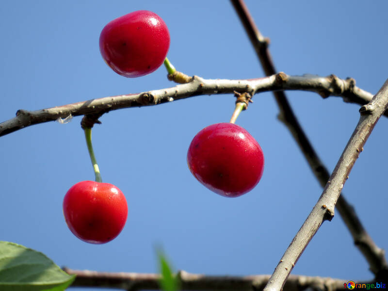 Red cherries №31050