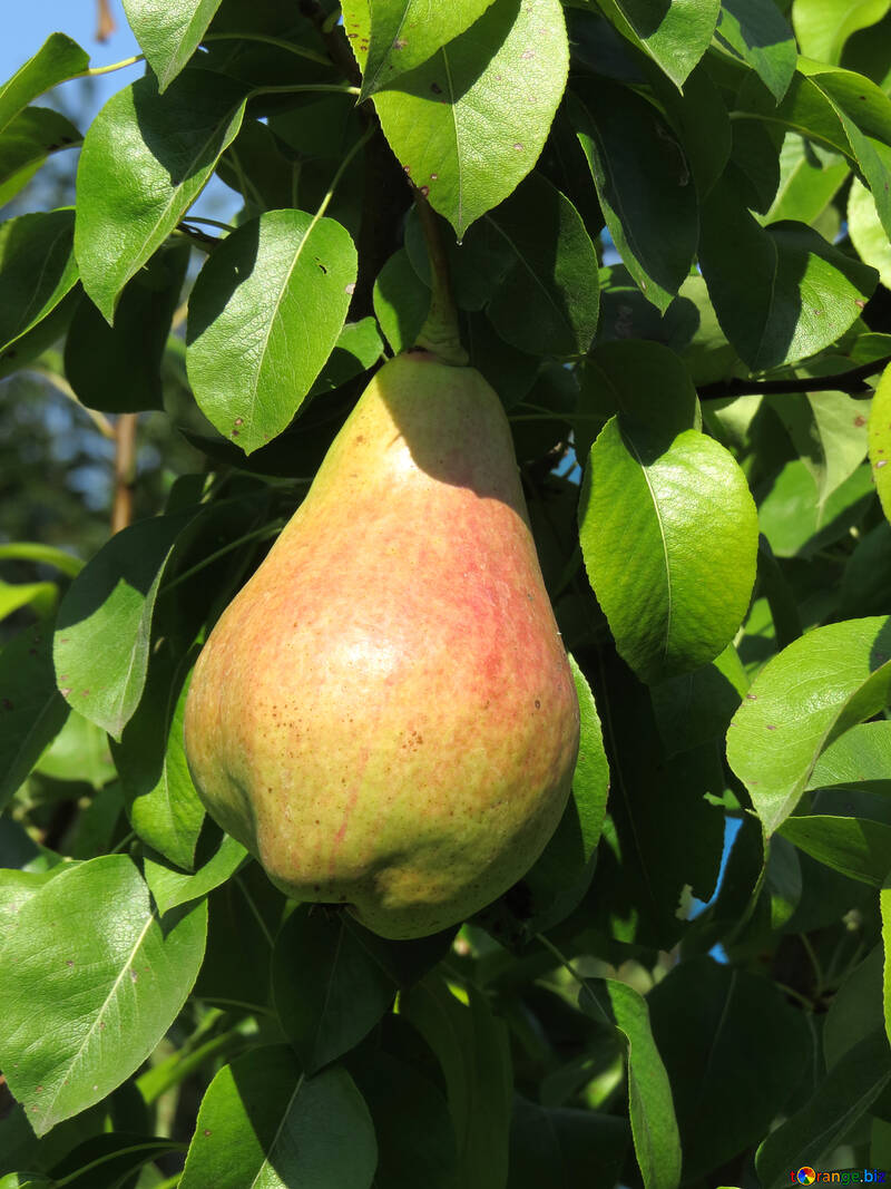 Un fruto del árbol de pera №31069
