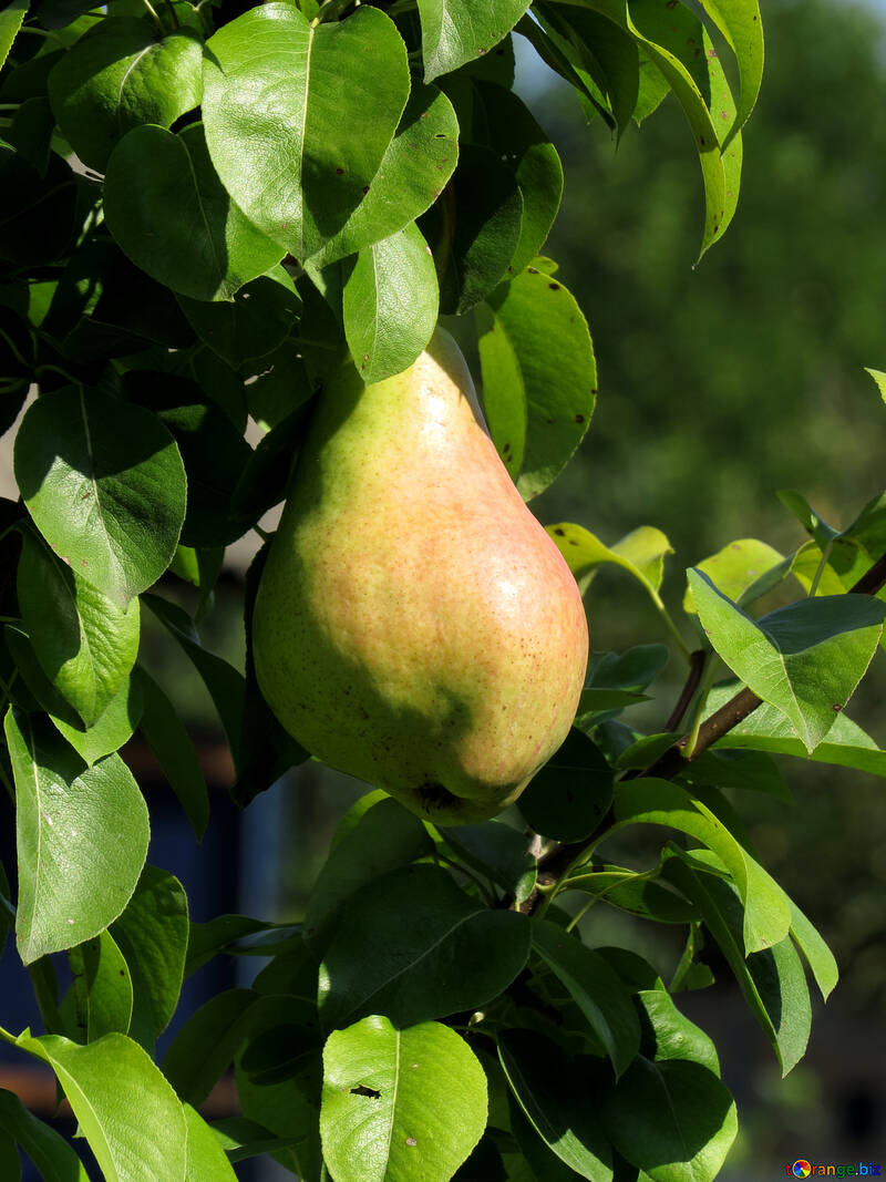 Pear tree hanging №31059