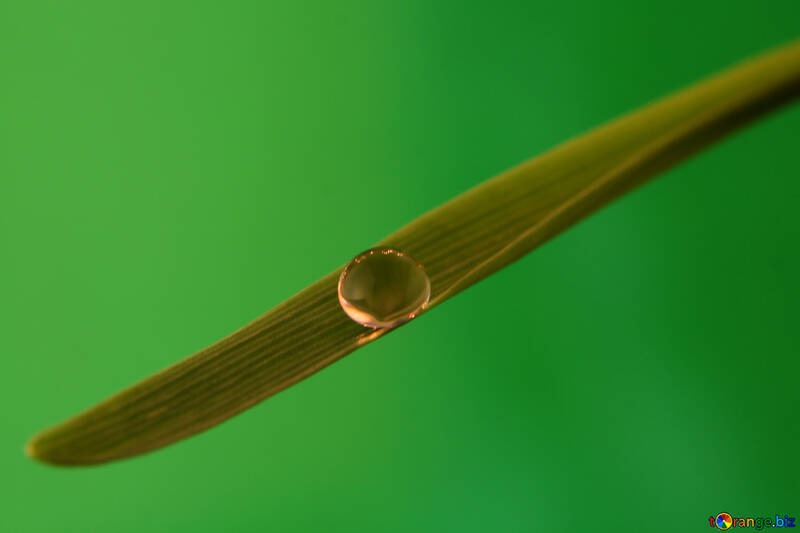 Close-up dew drop №31115