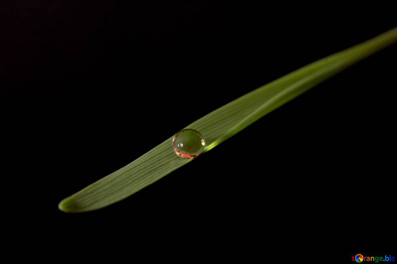 Dew drop on blade von isolated №31121