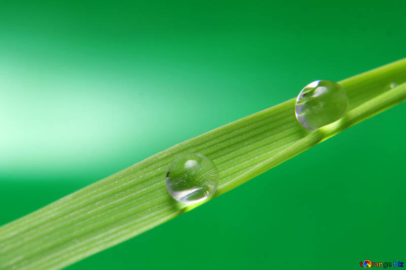 Water drops on the grass №31108