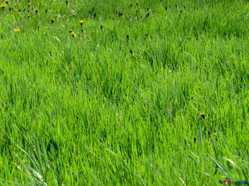 Lawn grass №31125