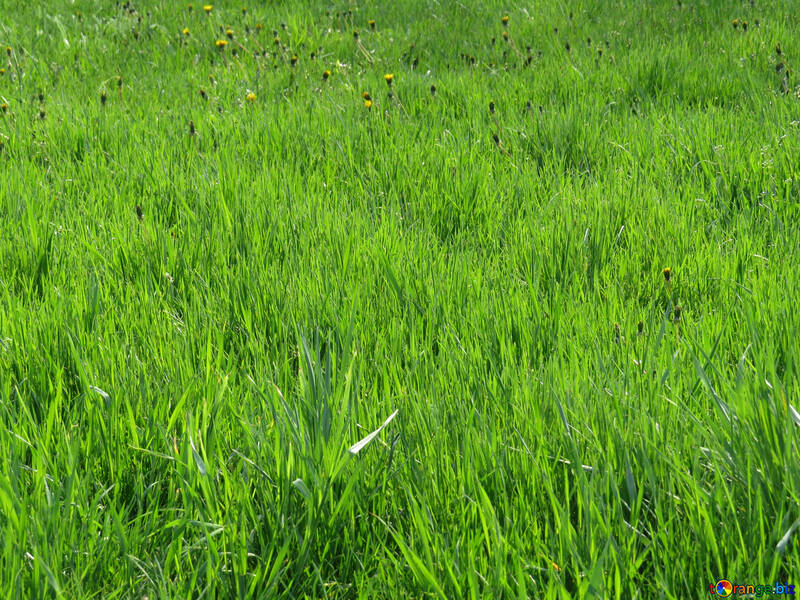 Lawn grass №31126