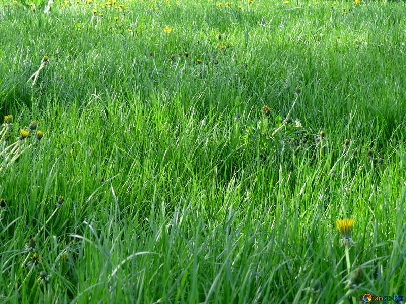 Green grass №31129