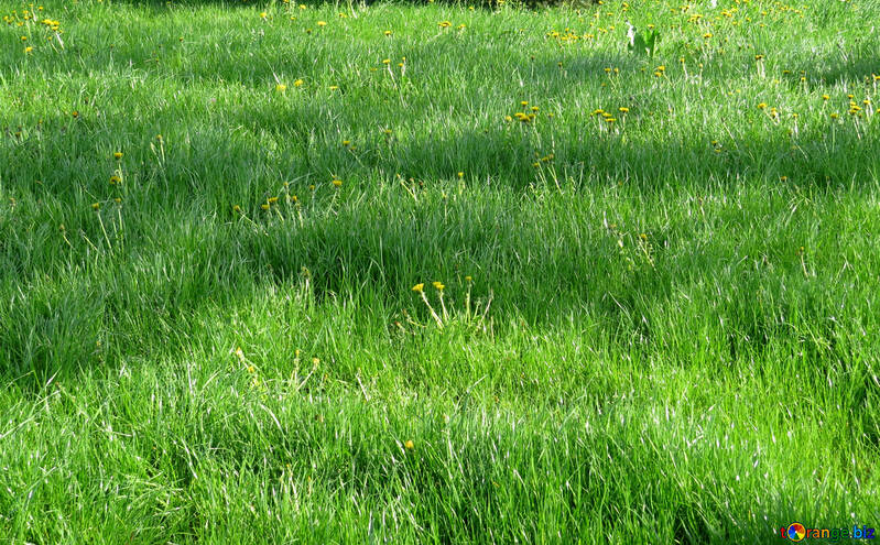 Green Lawn №31130