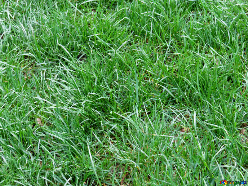 Green grass №31328