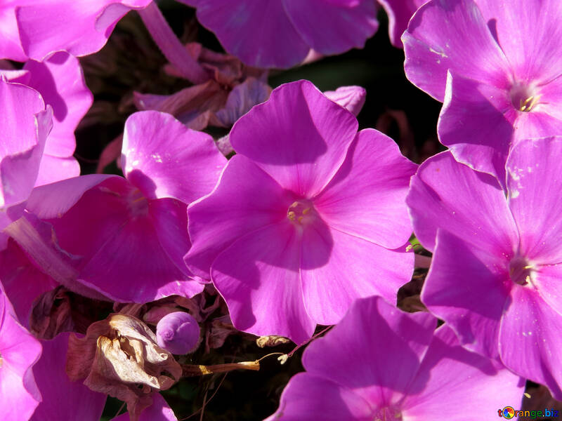 Makro-Blüten von Phlox №31054