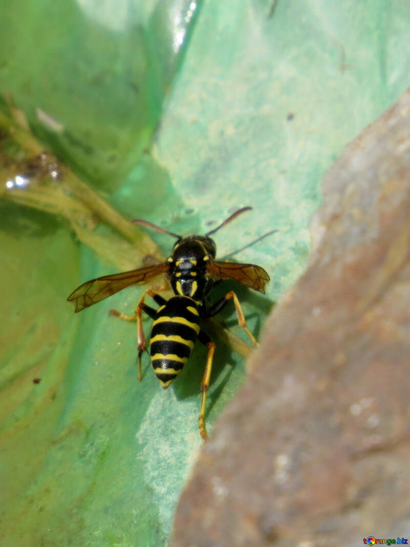 Wasp drinking water №31402