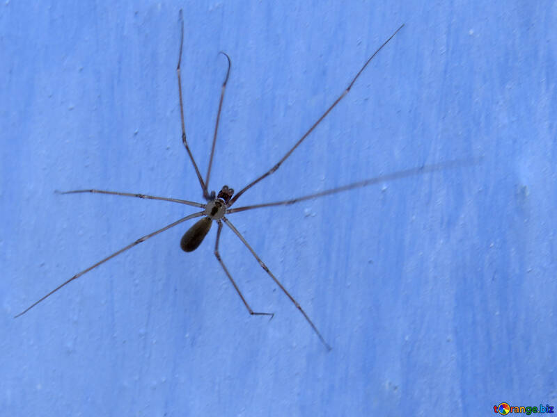 Spinne mit langen Beinen №31635