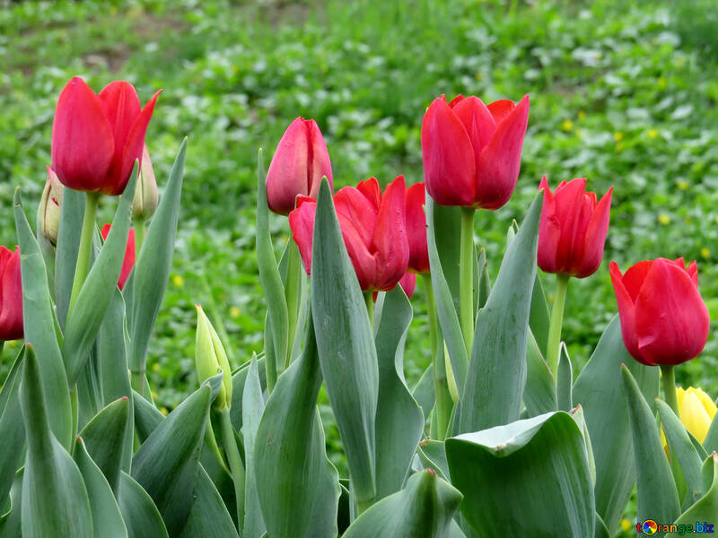 Red tulips in may №31335