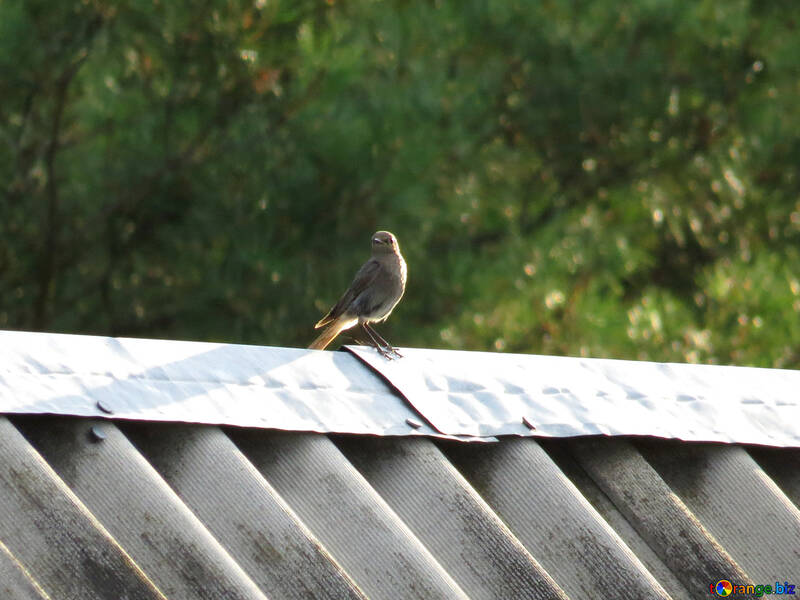 A bird on the roof №31643