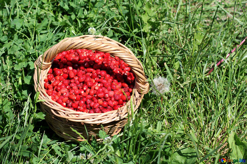 Harvest of strawberries №31484