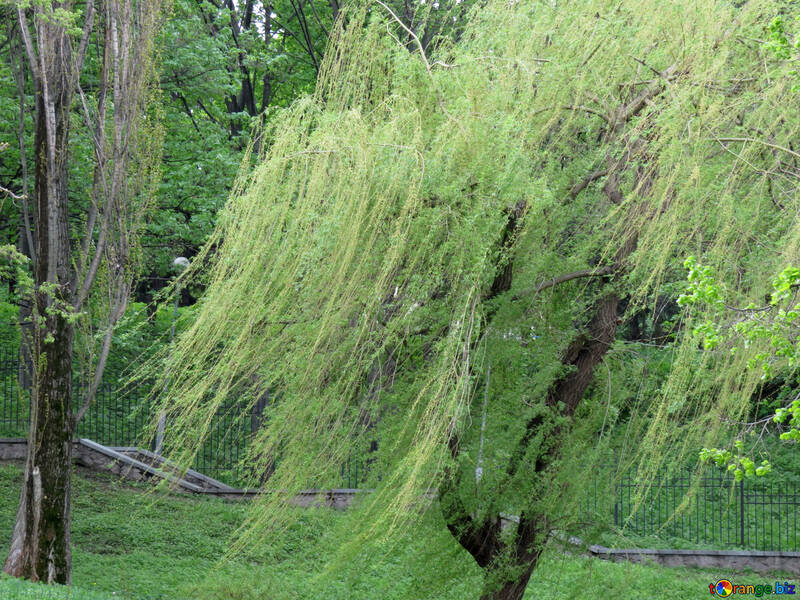Willow tree №31225