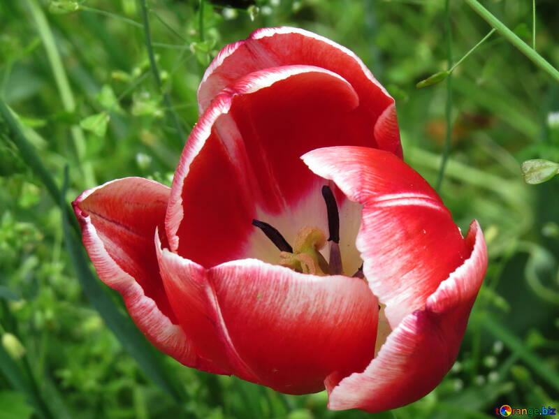 Tulip №31172