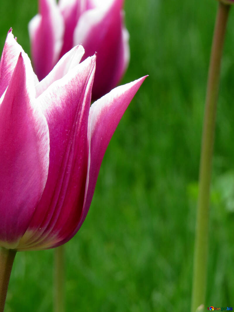Fundo de tulipa para Parabéns №31151