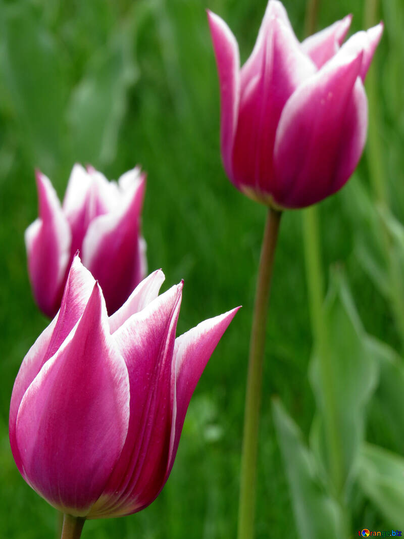 Hermosa Tulip №31152