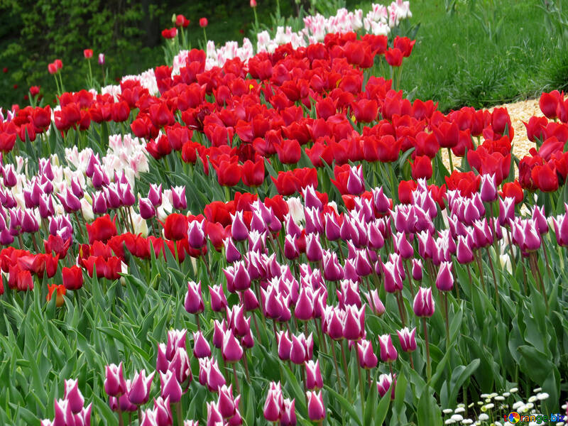 Assorted tulips №31256