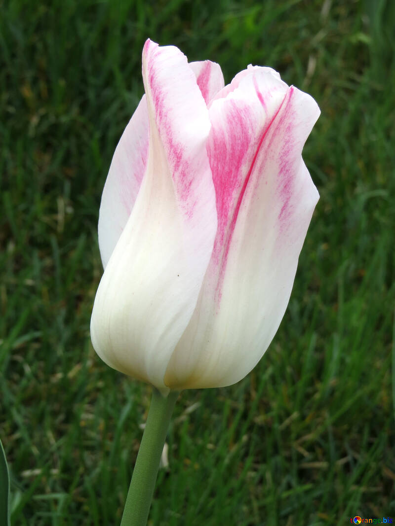 Tulipán rosa №31157