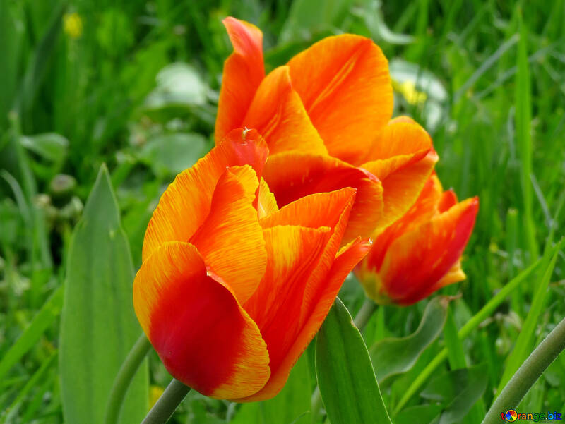 Tulipe rouge №31199