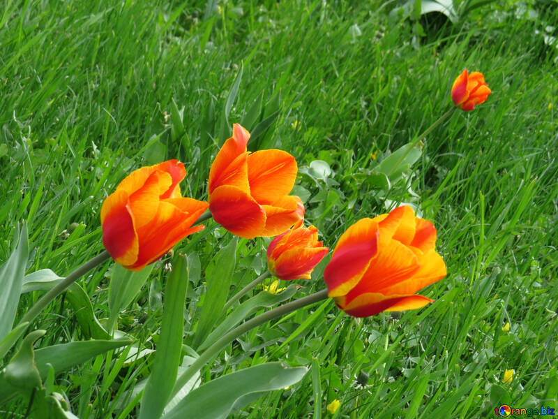 Tulipán rojo naranja №31195