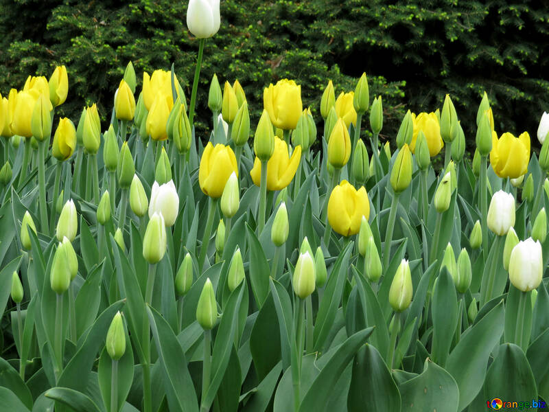 Delicato fiore di tulipano №31281