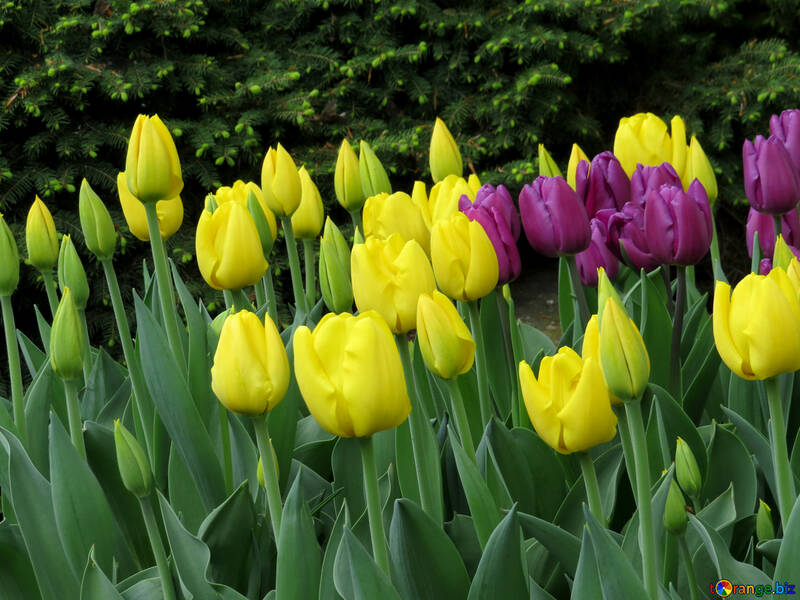 Flor de tulipán №31277