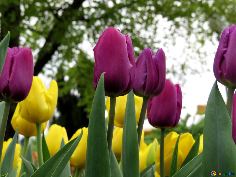 Flowers tulips №31269